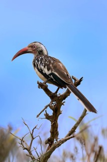 Red-billed hornbill (Tockus erythrorhynchus), adult, on wait, Kruger National Park, Kruger National