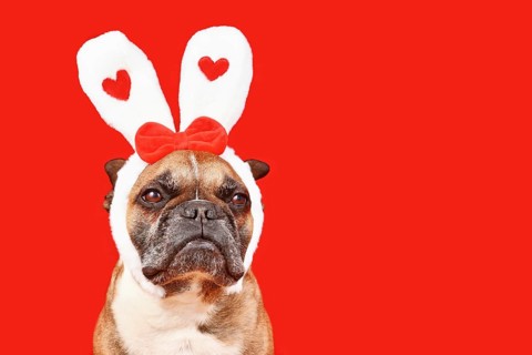 Cute French Bulldog dog wearing Valentine's Day headband with bunny ears with hearts on red