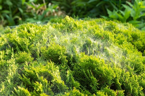 Thuja Occidentalis, western red cedar shrub with beautiful spider net in sunlight in the garden,