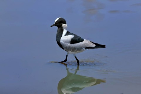 Black-headed Lapwing, (Vanellus armatus), adult, in water, foraging, alert, Kruger National Park,