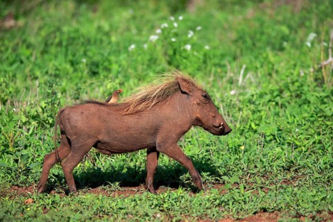 Warthog, (Phacochoerus aethiopicus), with red beak Oxpecker, (Buphagus erythrorhynchus), adult,