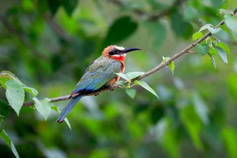 White-fronted bee-eater (Merops bullockoides), adult, on wait, Kruger National Park, Kruger