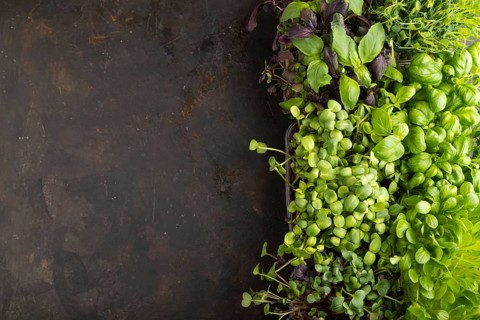 Set of boxes with microgreen sprouts of purple and green basil, sunflower, radish, pea on gray