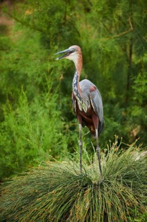 Goliath heron (Ardea goliath) standing in the bushes at the water, captive