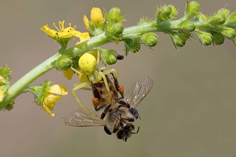 Variable crab spider with prey