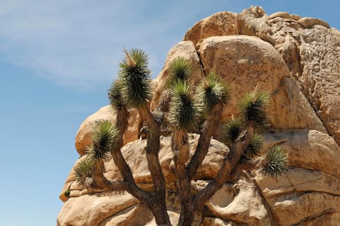 Monzogranite formations, Joshua Tree National Park, Palm Desert, Southern California, USA, North