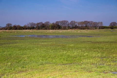 Wetland biotope in the Peene valley, waterlogged meadows, rare habitat for endangered plants and