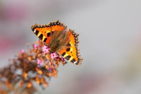 Small tortoiseshell (Aglais urticae), on summer lilac or butterfly-bush (Buddleja davidii), Wilden,