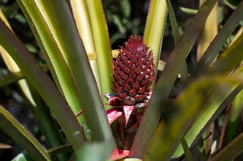 Pineapple plant with unripe fruit, Addateegala, Andhra Pradesh, India, Asia