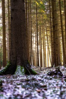 Tree trunks in a forest with light effects and patches of snow on the ground, Unterhaugstett, Black