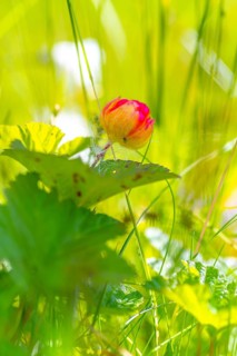 Cloudberry (Rubus chamaemorus), landscape, portrait, nature, close-up, summer, blurred background,