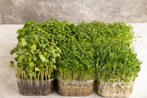 Set of boxes with microgreen sprouts of green basil, pea, cilantro, sunflower, watercress on gray