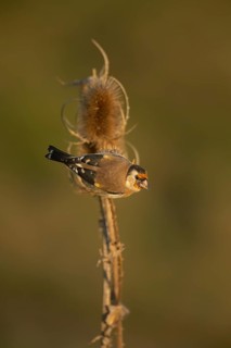 European goldfinch (Carduelis carduelis) adult bird on a Teasel (Dipsacus fullonum) seedhead,