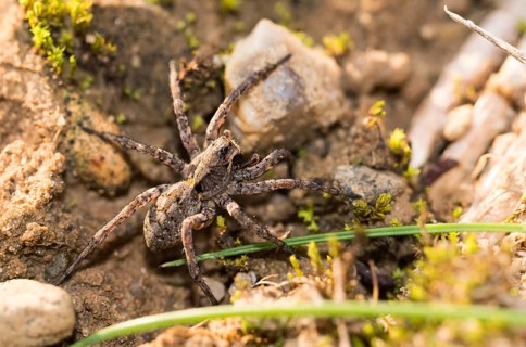 Conspicuous tarantula (Alopecosa accentuata) hunts in its natural habitat on sandy soil between