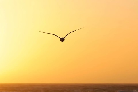 Seagull in the evening light, beach near Morro Bay, Pacific Ocean, California, USA, North America