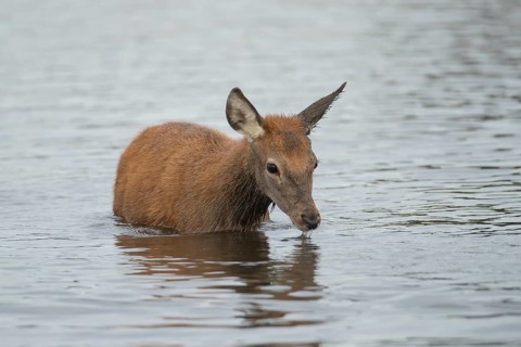 Red deer (Cervus elaphus) juvenile fawn drinking in a lake, Surrey, England, United Kingdom, Europe
