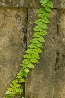 Climbing plant with green leaves on concrete wall. Background, sunny day at tropical park,