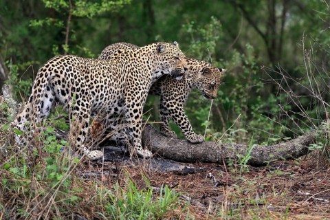 Leopard (Panthera pardus), adult with young, observed, social behaviour, Sabi Sand Game Reserve,