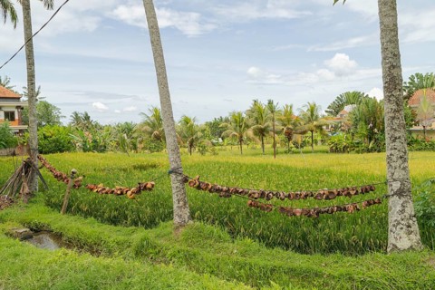 Rice fields in countryside, Ubud, Bali, Indonesia, green grass, large trees, jungle and cloudy sky.