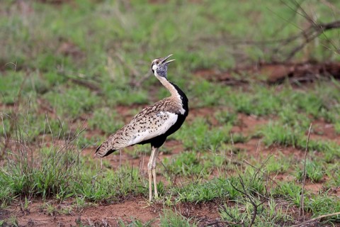 Red-crested Bustard, (Lophotis ruficrista), adult, calling, Kruger National Park, Kruger National