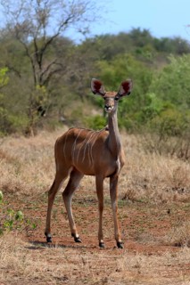 Greater Kudu, zambezi greater kudu (Strepsiceros zambesiensis), adult, female, foraging, Kruger