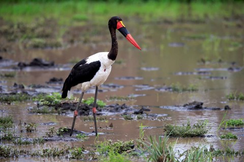 Saddle-billed stork (Ephippiorhynchus senegalensis), adult, foraging, in the water, Kruger National