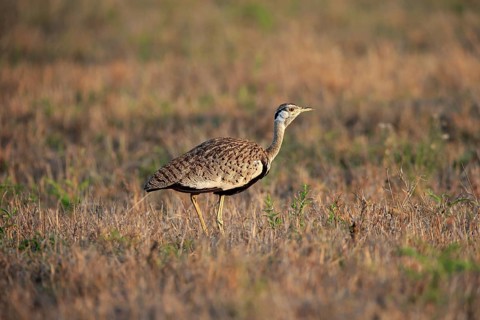 Black-bellied bustard (Lissotis melanogaster), adult, male, foraging, alert, Sabi Sand Game