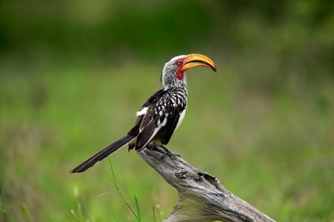Southern yellow-billed hornbill (Tockus leucomelas), adult, in perch, Kruger National Park, Kruger