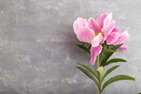 Beautiful peony pink flowers on gray concrete background, flat lay, top view, copy space