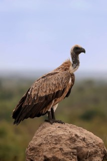 White-backed vulture (Gyps africanus), adult, alert, on rocks, Sabi Sand Game Reserve, Kruger