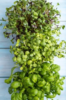 Set of boxes with microgreen sprouts of sunflower, basil, radish on blue wooden background. Top