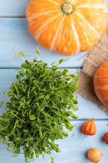 Microgreen sprouts of pea with pumpkin on blue wooden background. Top view, flat lay, close up