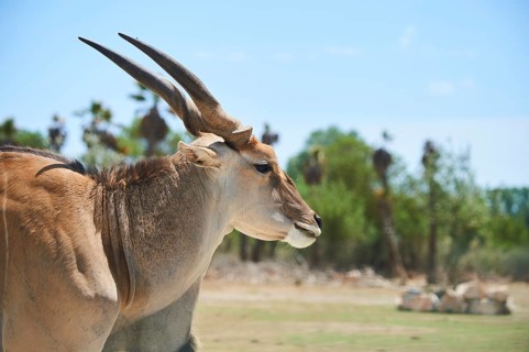 Common eland (Taurotragus oryx) in the dessert, captive, distribution Africa