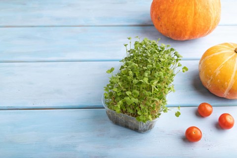 Microgreen sprouts of rucola with pumpkin on blue wooden background. Side view, close up