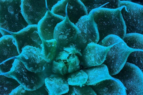 Macro of succulent cactus belonging to the family of Crassulaceae with water droplets photographed