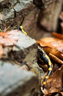 Yellow-black fire salamander (Salamandra salamandra terrestris) climbs well camouflaged on forest