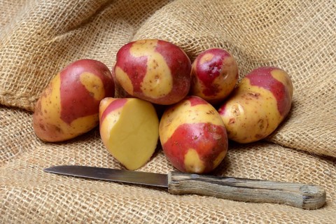 Potatoes of the Celebration variety, rarity