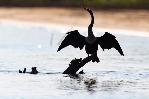 American darter (Anhinga anhinga) Pantanal Brazil