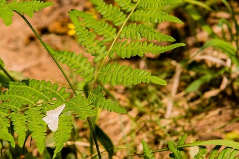 White moth with light brown markings resting on the leaves of a small green plant with a blurred