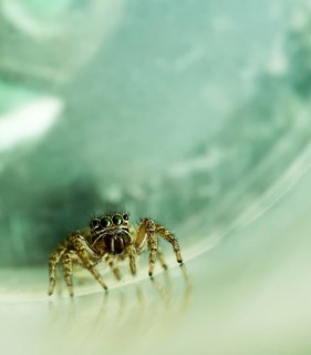 Closeup of tiny jumping spider with big green eyes inside a plastic container that has been blurred