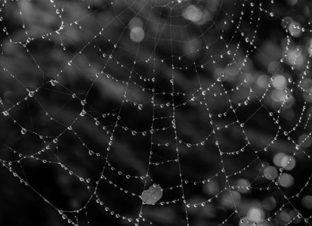 Black and white large spider web covered with water drops glistening against a blurry background