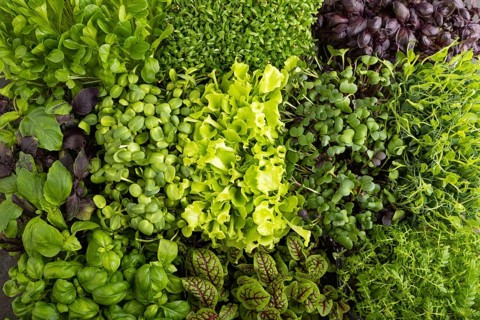 Set of boxes with microgreen sprouts of purple and green basil, sunflower, radish, sorrel, pea,