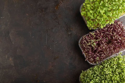 Set of boxes with microgreen sprouts of amaranth, rucola, mustard on black concrete background. Top