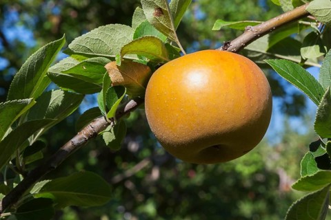 Apple (Malus domestica) tree branch with golden yellow fruit in late summer, Quebec, Canada, North