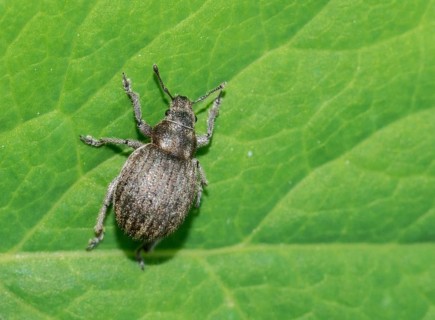 Grey spherical weevil (Philopedon plagiatus), grey beetle crawling on the surface of a green leaf