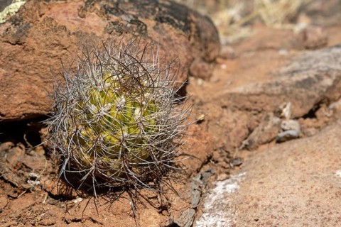 Weingartia neocumingii