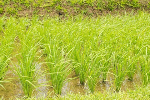 Rice terraces, Campuhan ridge walk, Bali, Indonesia, track on the hill with grass, large trees,