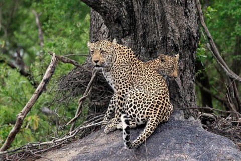Leopard (Panthera pardus), adult with young, observed, alert, sitting, on rocks, Sabi Sand Game