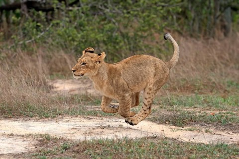 Lion (Panthera leo), young, running, jumping, hunting, alert, Sabi Sand Game Reserve, Kruger
