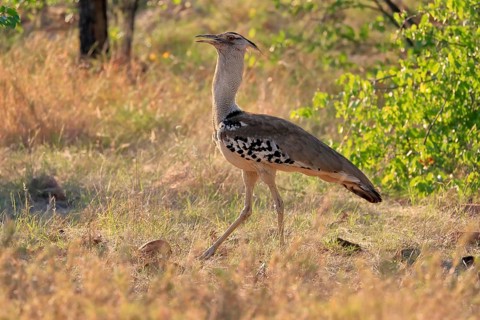 Kori bustard (Ardeotis kori), adult, foraging, vigilant, Kruger National Park, Kruger National